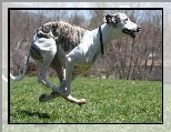 Whippet